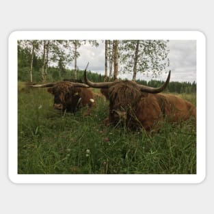 Scottish Highland Cattle Bulls 1469 Sticker